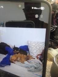 Lost Female Dog last seen 48th and Gramercy , Los Angeles, CA 90001