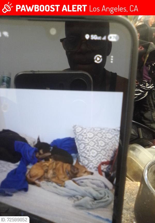 Lost Female Dog last seen 48th and Gramercy , Los Angeles, CA 90001