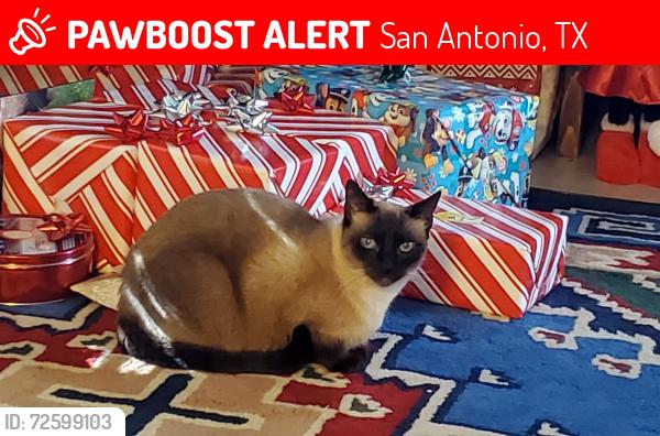 Lost Female Cat last seen Bandera/tezel, San Antonio, TX 78254