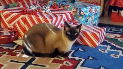 Lost Female Cat last seen Bandera/tezel, San Antonio, TX 78254