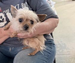Found/Stray Unknown Dog last seen Near E Everglade, Fresno, CA 93720