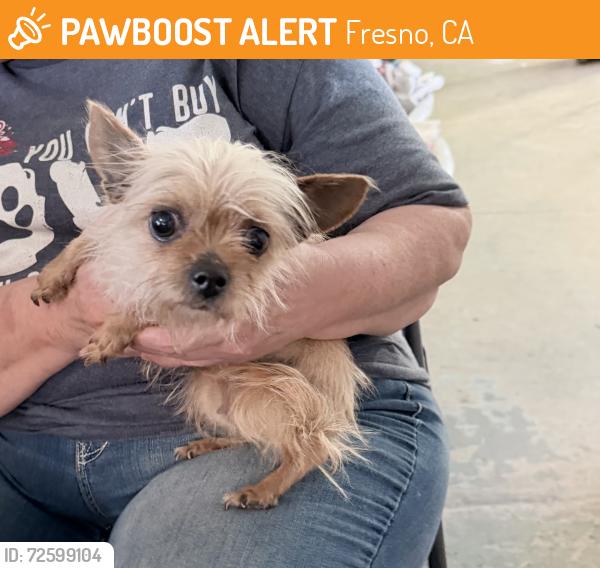 Found/Stray Unknown Dog last seen Near E Everglade, Fresno, CA 93720