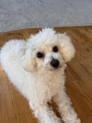 Lost Male Dog last seen Snapjack cir and hasert, Naperville, IL 60564