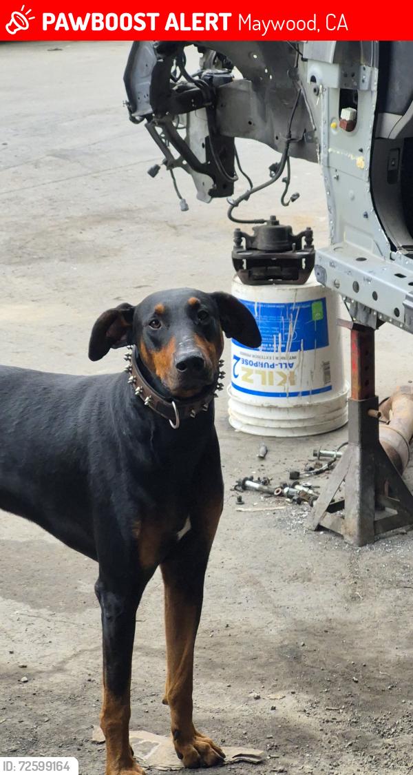 Lost Male Dog last seen Raldolf and Walker, Maywood, CA 90270