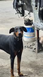 Lost Male Dog last seen Raldolf and Walker, Maywood, CA 90270