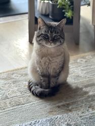 Lost Male Cat last seen N Rockwell St & Moffat St, Chicago, IL 60647