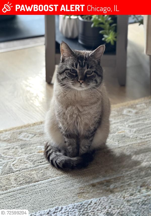 Lost Male Cat last seen N Rockwell St & Moffat St, Chicago, IL 60647