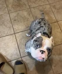 Lost Male Dog last seen Near Bynum Avenue, San Antonio, TX 78211, San Antonio, TX 78211
