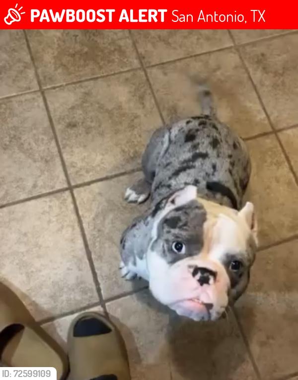 Lost Male Dog last seen Near Bynum Avenue, San Antonio, TX 78211, San Antonio, TX 78211