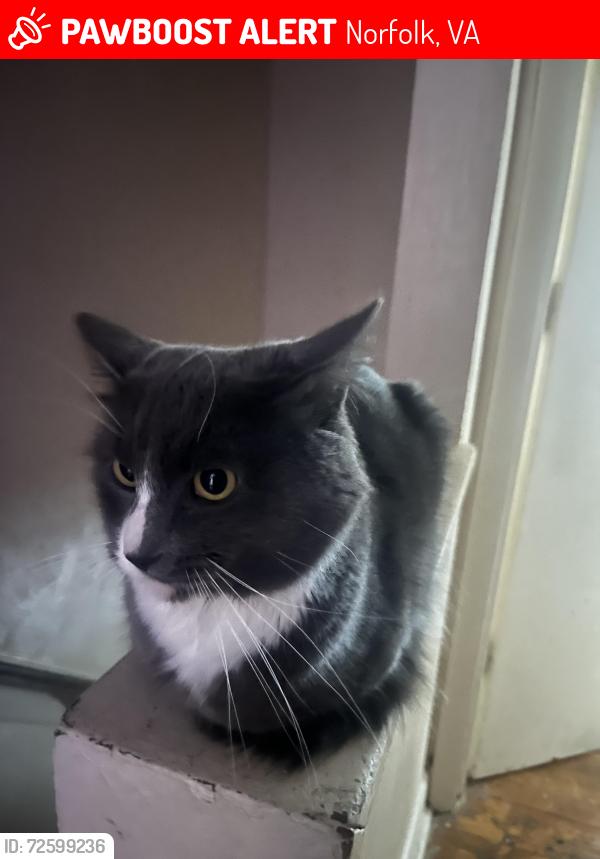 Lost Male Cat last seen Green leaf drive, Norfolk, VA 23523