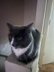 Lost Male Cat last seen Green leaf drive, Norfolk, VA 23523