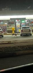 Found/Stray Unknown Dog last seen West gate city blvd., Greensboro, NC 27407