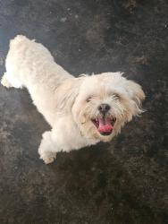 Found/Stray Unknown Dog last seen Rose St, Chalmette, LA 70043