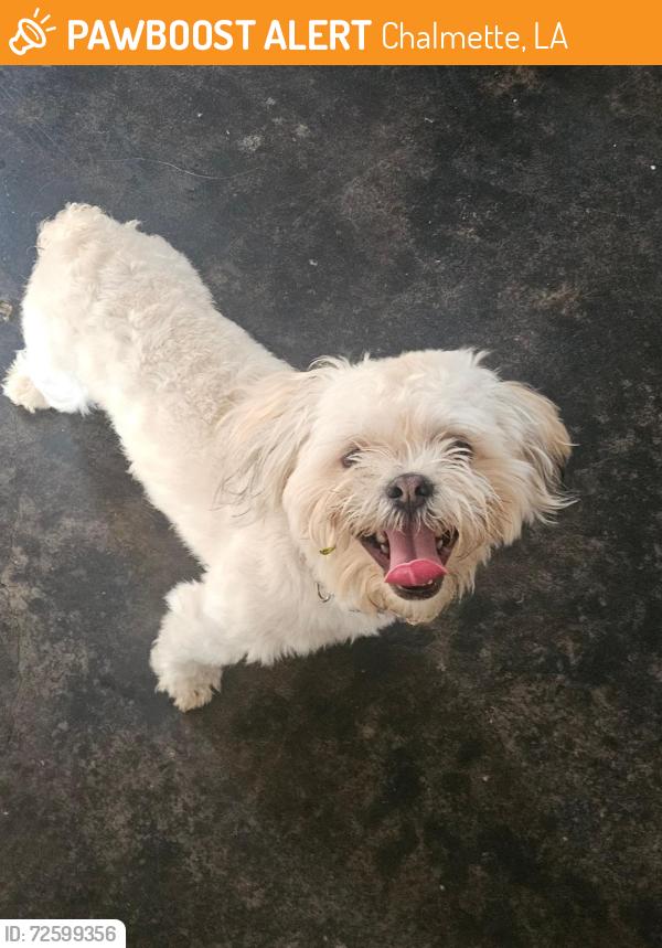 Found/Stray Unknown Dog last seen Rose St, Chalmette, LA 70043