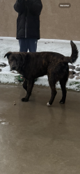 Lost Male Dog last seen Near little apalooza , Tornillo, TX 79853
