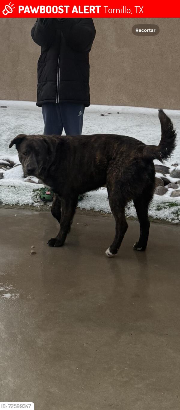 Lost Male Dog last seen Near little apalooza , Tornillo, TX 79853