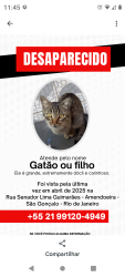 Lost Male Cat last seen Rua Senador Lima Guimarães Bairro Amendoeira São Gonçalo RJ, Amendoeira, RJ 24730-270