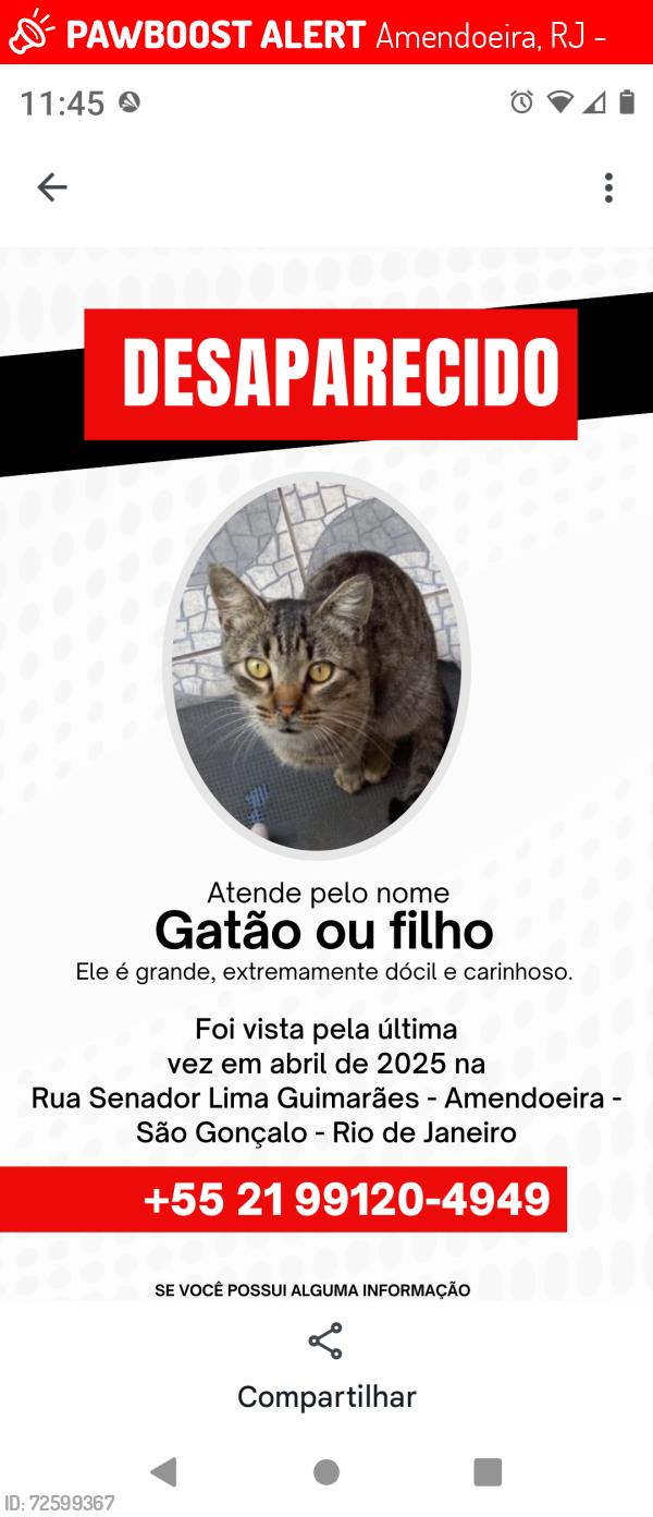 Lost Male Cat last seen Rua Senador Lima Guimarães Bairro Amendoeira São Gonçalo RJ, Amendoeira, RJ 24730-270