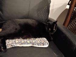 Reunited Female Cat last seen Near Estallo Way , Maxwell, TX 78656