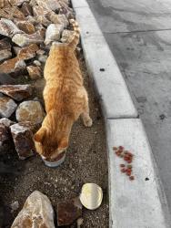 Found/Stray Unknown Cat last seen Right outside the Jersey Mikes parking lot, Apple Valley, CA 92307