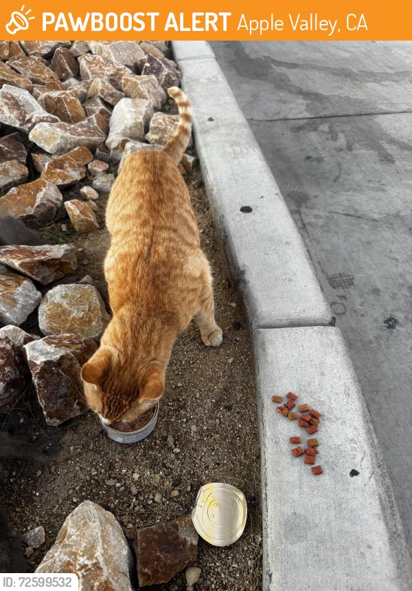 Found/Stray Unknown Cat last seen Right outside the Jersey Mikes parking lot, Apple Valley, CA 92307