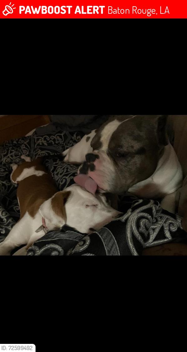 Lost Male Dog last seen Rhonda Ave and Jester Ave, Baton Rouge, LA 70816