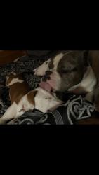 Lost Male Dog last seen Rhonda Ave and Jester Ave, Baton Rouge, LA 70816