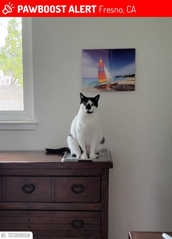 Lost Male Cat last seen Nees and Ingram, Fresno, CA 93711