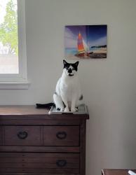 Lost Male Cat last seen Nees and Ingram, Fresno, CA 93711
