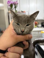 Lost Female Cat last seen Between j and K, Lancaster, CA 93534