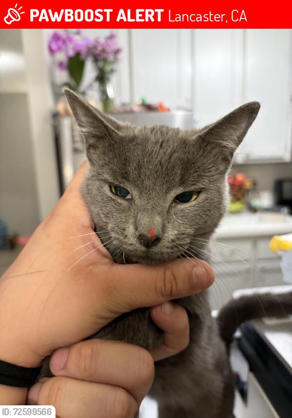 Lost Female Cat last seen Between j and K, Lancaster, CA 93534