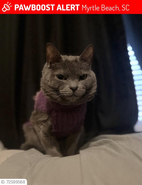 Lost Female Cat last seen Near Halyard Way , Myrtle Beach, SC 29579