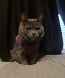 Lost Female Cat last seen Near Halyard Way , Myrtle Beach, SC 29579