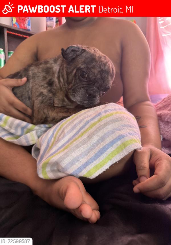 Lost Female Dog last seen Joyrd northfield , Detroit, MI 48204