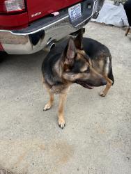 Reunited Male Dog last seen Poe ave, Spring Lake, NC 28310