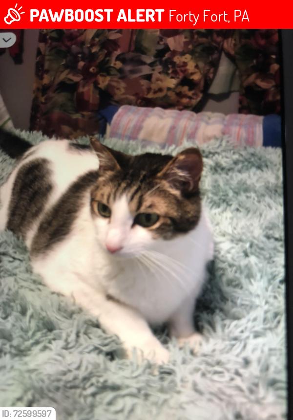 Lost Male Cat last seen Walnut St. , Forty Fort, PA 18704