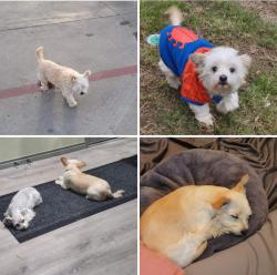 Lost Male Dog last seen https://www.Facebook.com/share/p/16FkMazfXh/?mibextid=Nif5oz, Buda, TX 78610