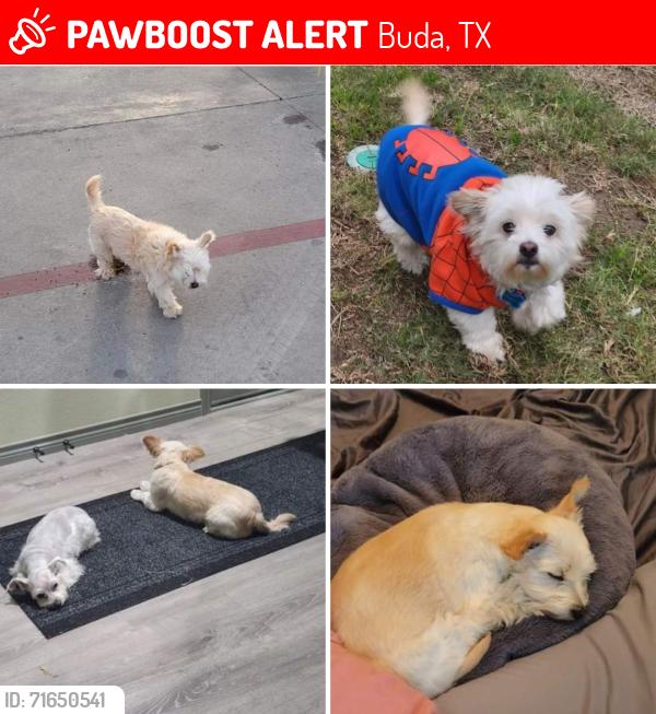 Lost Male Dog last seen https://www.Facebook.com/share/p/16FkMazfXh/?mibextid=Nif5oz, Buda, TX 78610