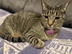 Lost Female Cat last seen Norwalk and Hovden, Katy, TX 77450