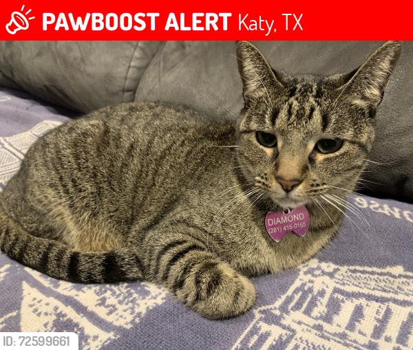Lost Female Cat last seen Norwalk and Hovden, Katy, TX 77450