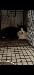 Lost Unknown Cat last seen Taneva Court, Virginia Beach, VA 23454