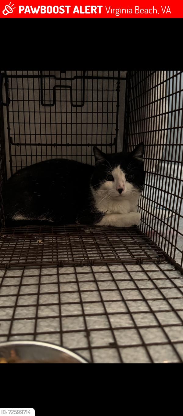 Lost Unknown Cat last seen Taneva Court, Virginia Beach, VA 23454