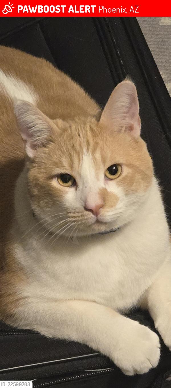 Lost Male Cat last seen 7th St & Hearn Rd, Phoenix, AZ 85022