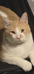 Lost Male Cat last seen 7th St & Hearn Rd, Phoenix, AZ 85022