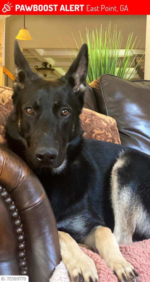 Lost Male Dog last seen Somerlane Trail College Park, East Point, GA 30349