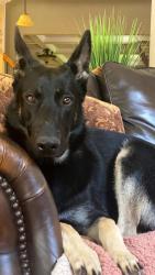 Lost Male Dog last seen Somerlane Trail College Park, East Point, GA 30349