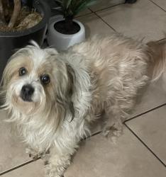 Lost Female Dog last seen Council & Hefner, Oklahoma City, OK 73162