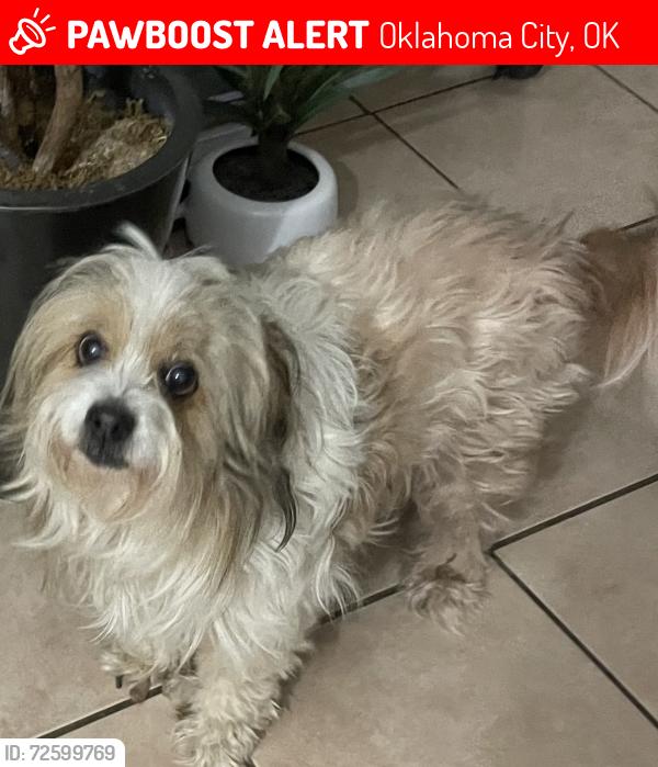 Lost Female Dog last seen Council & Hefner, Oklahoma City, OK 73162