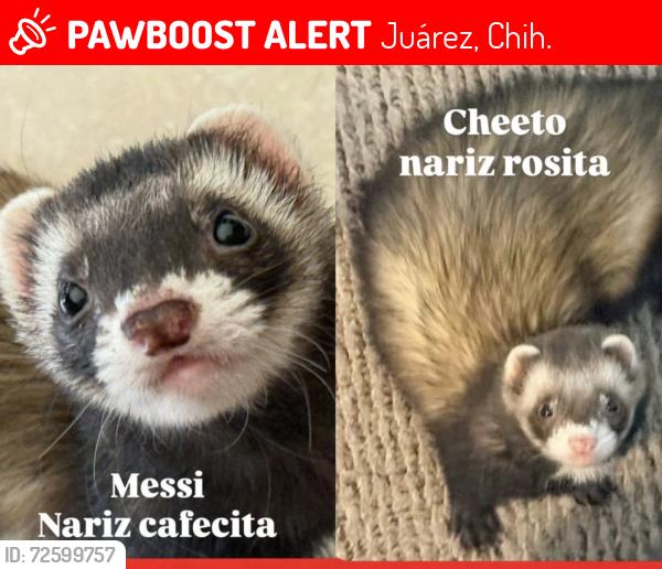 Lost Male Ferret last seen Fraccionamiento Montecarlo Ciudad Juarez, Juárez, Chih. 32546