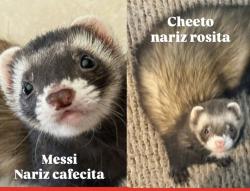 Lost Male Ferret last seen Fraccionamiento Montecarlo Ciudad Juarez, Juárez, Chih. 32546